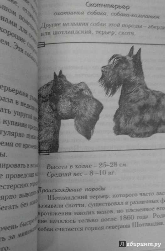 Иллюстрация 19 из 29 для Знакомьтесь, это ваша собака! | Лабиринт - книги. Источник: Свиридова  Виктория