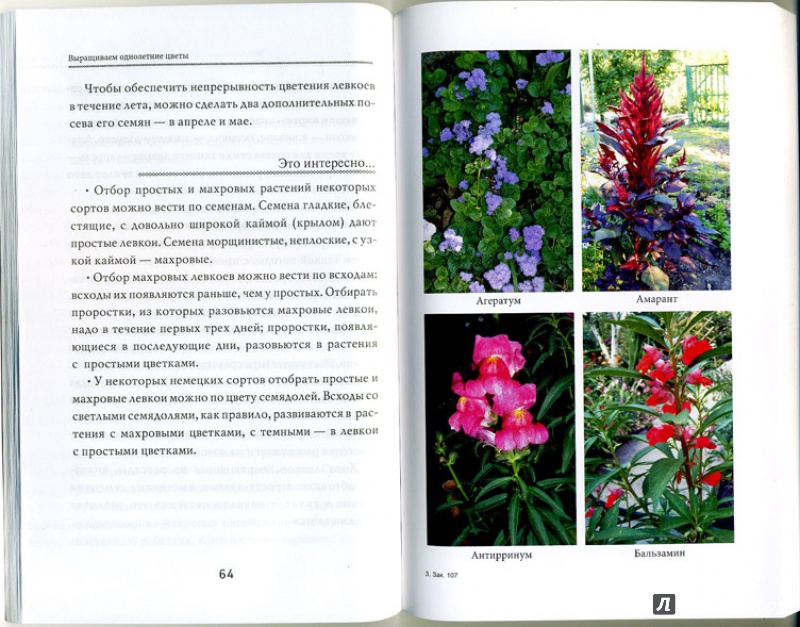 Иллюстрация 2 из 5 для Выращиваем однолетние цветы - Любовь Мовсесян | Лабиринт - книги. Источник: mayra