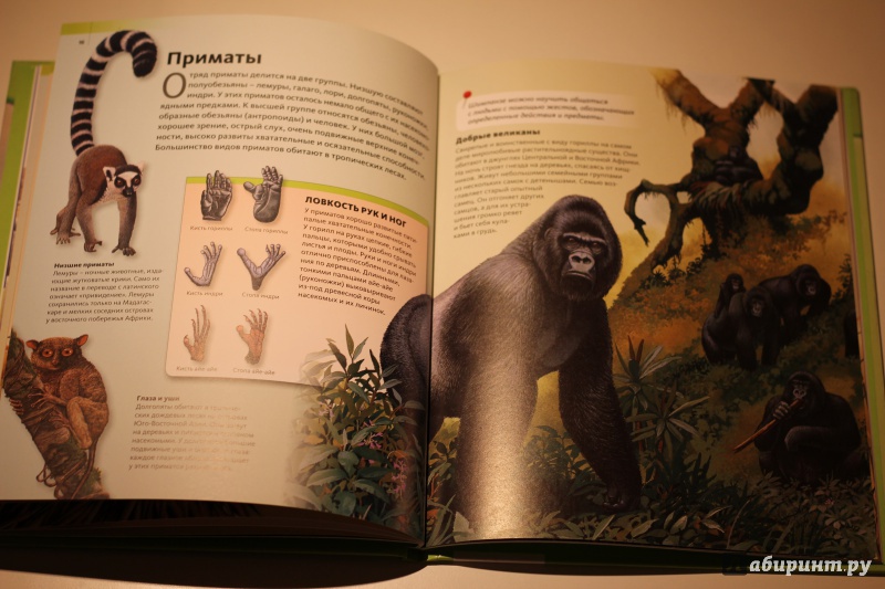 Иллюстрация 24 из 37 для Удивительный мир животных | Лабиринт - книги. Источник: AL980