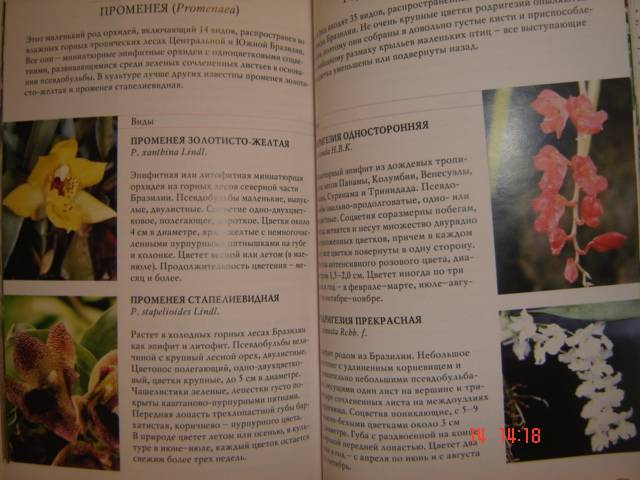 Иллюстрация 23 из 34 для Орхидеи - Коломейцева, Герасимов | Лабиринт - книги. Источник: Leyla