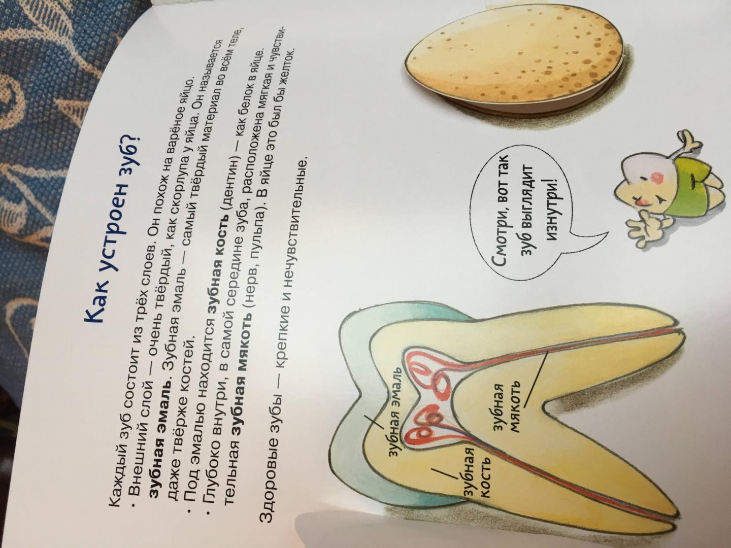 Иллюстрация 125 из 145 для Зубная книга. Все о твоих молочных зубах - Ивона Радюнц | Лабиринт - книги. Источник: Лабиринт