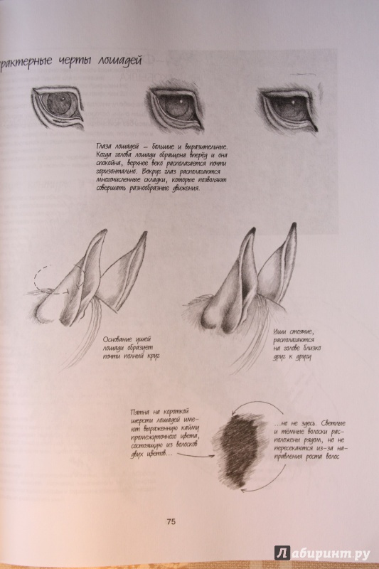 Иллюстрация 12 из 16 для Как рисовать животных. Книга не только для тех, кто хочет научиться рисовать - Карен Пул | Лабиринт - книги. Источник: С  Т