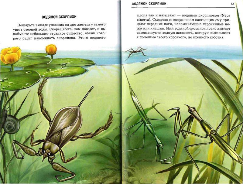 Иллюстрация 25 из 49 для Жизнь в пресной воде - Сергей Афонькин | Лабиринт - книги. Источник: Юта
