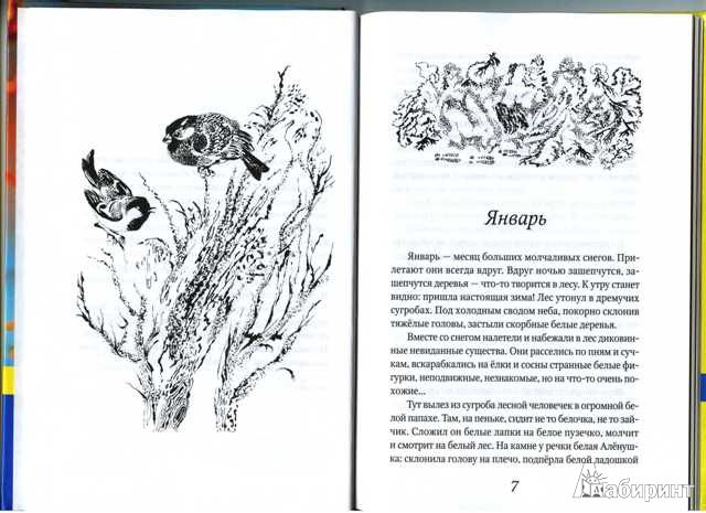 Иллюстрация 4 из 12 для Лесные тайнички - Николай Сладков | Лабиринт - книги. Источник: Angeo