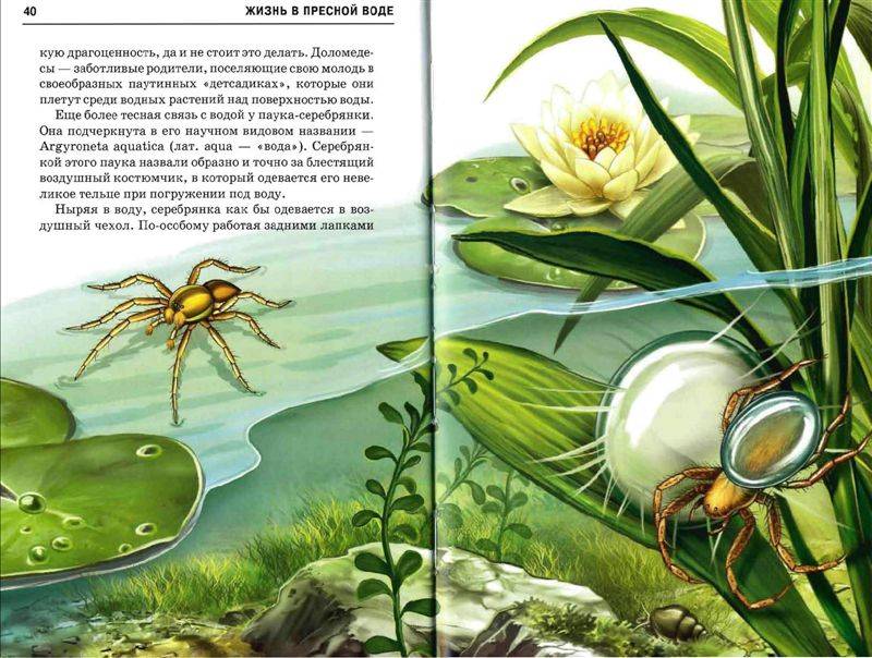 Иллюстрация 23 из 49 для Жизнь в пресной воде - Сергей Афонькин | Лабиринт - книги. Источник: Юта