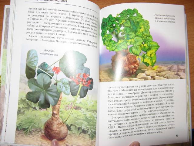 Иллюстрация 20 из 54 для Самые удивительные растения - Сергей Афонькин | Лабиринт - книги. Источник: varta