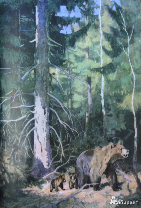 Иллюстрация 25 из 69 для Год в лесу - Иван Соколов-Микитов | Лабиринт - книги. Источник: Anna  Zelenaya