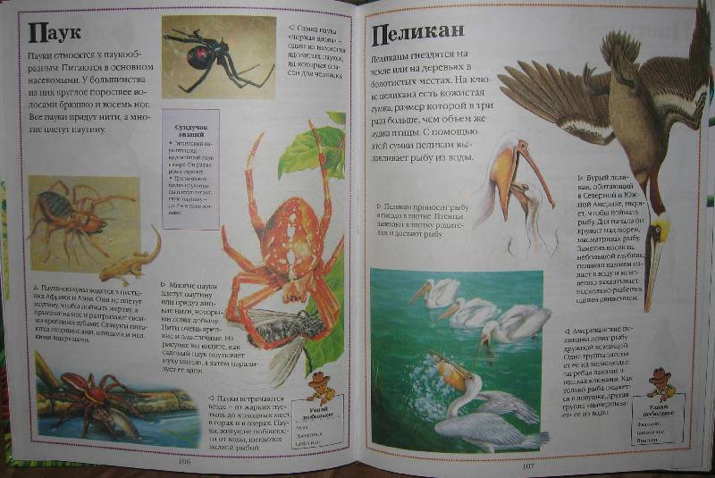 Иллюстрация 5 из 5 для Все о животных от А до Я | Лабиринт - книги. Источник: zanik