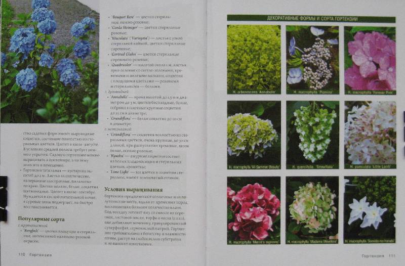 Иллюстрация 25 из 33 для Современное декоративное садоводство. Деревья и кустарники (+CD) | Лабиринт - книги. Источник: Флоренция