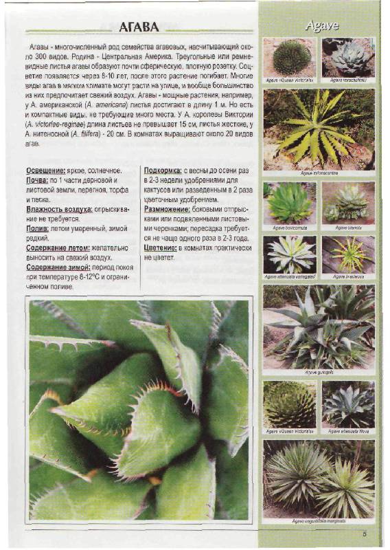 Иллюстрация 8 из 20 для Популярные комнатные растения: распространенные виды, сорта и гибриды - Вальтер Грюнвальд | Лабиринт - книги. Источник: Юта