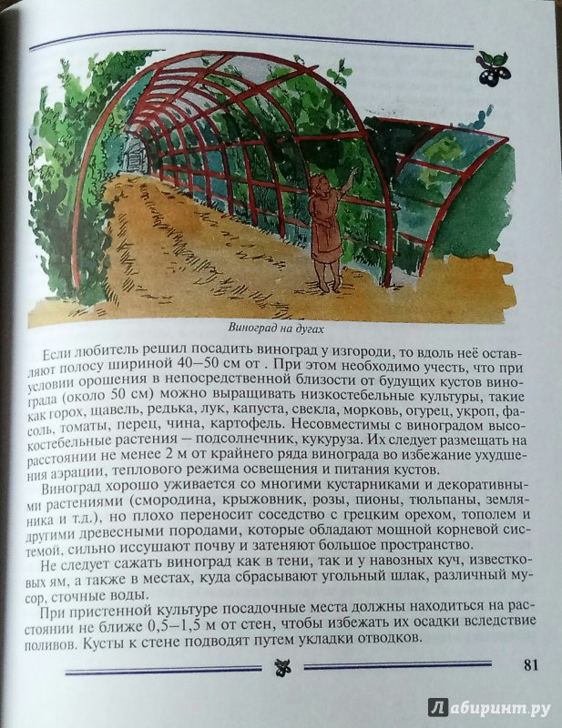 Иллюстрация 21 из 29 для Виноград на приусадебном участке. Пособие для садоводов-любителей - Раджабов, Зармаев | Лабиринт - книги. Источник: *** Татьянка