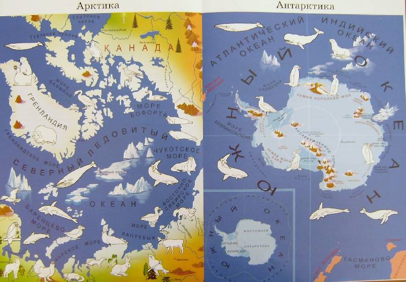 Иллюстрация 1 из 5 для В мире животных: Арктика и Антарктика - Игорь Куберский | Лабиринт - книги. Источник: BOOKвочка