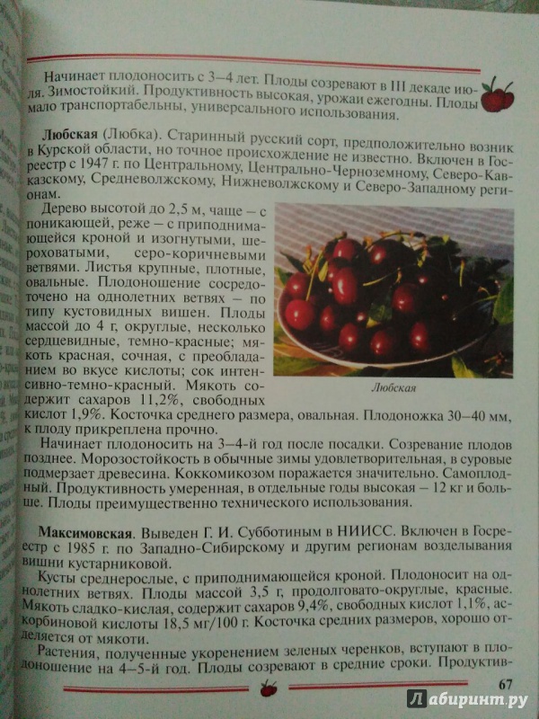 Иллюстрация 21 из 33 для Вишня, черешня. Пособие для садоводов-любителей - Еремина, Юшев | Лабиринт - книги. Источник: Катерина