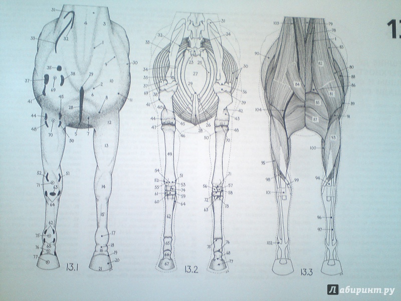 Иллюстрация 7 из 9 для Топографическая анатомия лошади - Питер Гуди | Лабиринт - книги. Источник: matumba