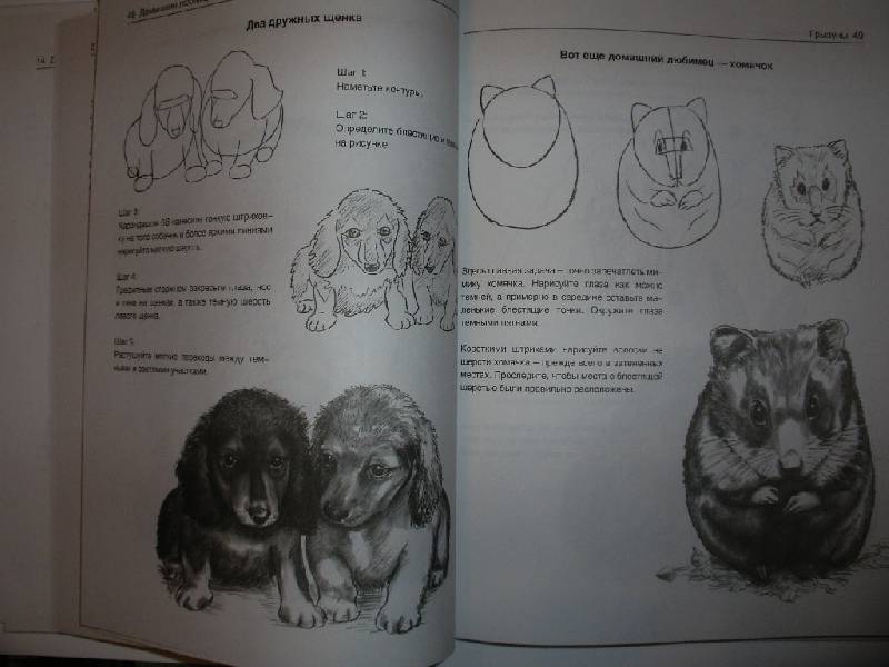 Иллюстрация 15 из 21 для Рисуем животных - Вальтер Хальбингер | Лабиринт - книги. Источник: Tiger.