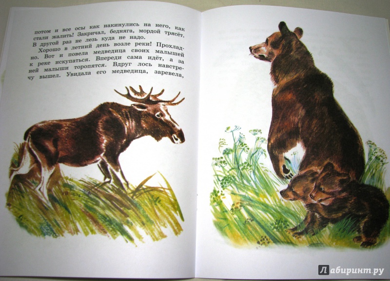 Иллюстрация 41 из 44 для Как медведь в лесу живёт - Вера Чаплина | Лабиринт - книги. Источник: Бог в помощь