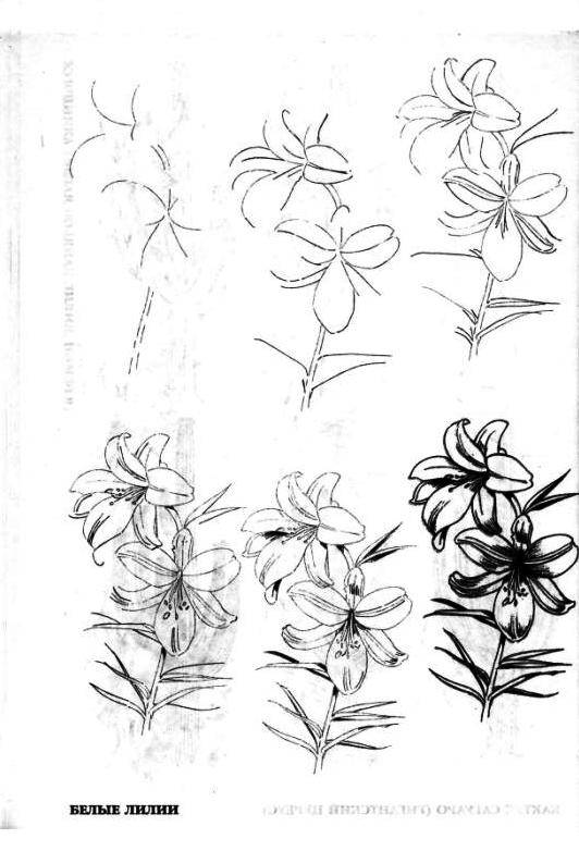 Иллюстрация 22 из 29 для Рисуем 50 цветов и деревьев - Эймис, Эймис | Лабиринт - книги. Источник: фиалка