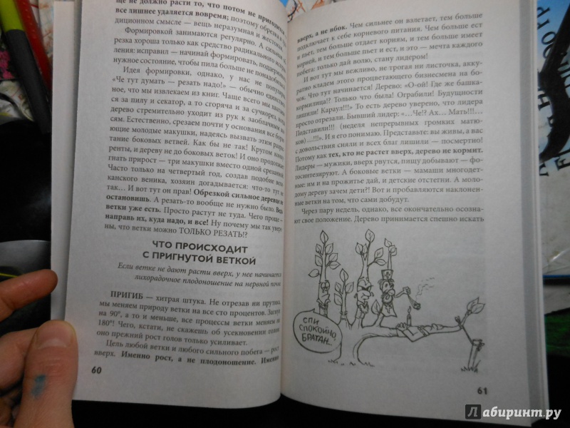 Иллюстрация 5 из 6 для Обрезка без секатора и другие нетравмирующие приемы формировки кроны - Николай Курдюмов | Лабиринт - книги. Источник: Савина  Евгения