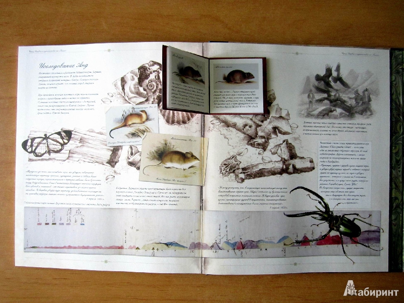 Иллюстрация 34 из 54 для Чарлз Дарвин и путешествие на "Бигле" - Твист, Вуд | Лабиринт - книги. Источник: Валерия