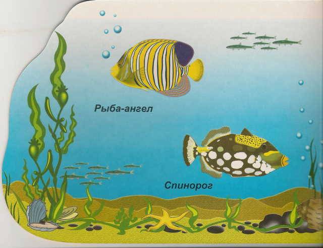 Иллюстрация 1 из 14 для Морские рыбы (вырубка) | Лабиринт - книги. Источник: _Елена_