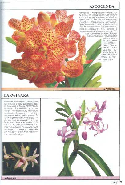 Иллюстрация 5 из 21 для Самые неприхотливые орхидеи - Рой Маккалистер | Лабиринт - книги. Источник: Юта