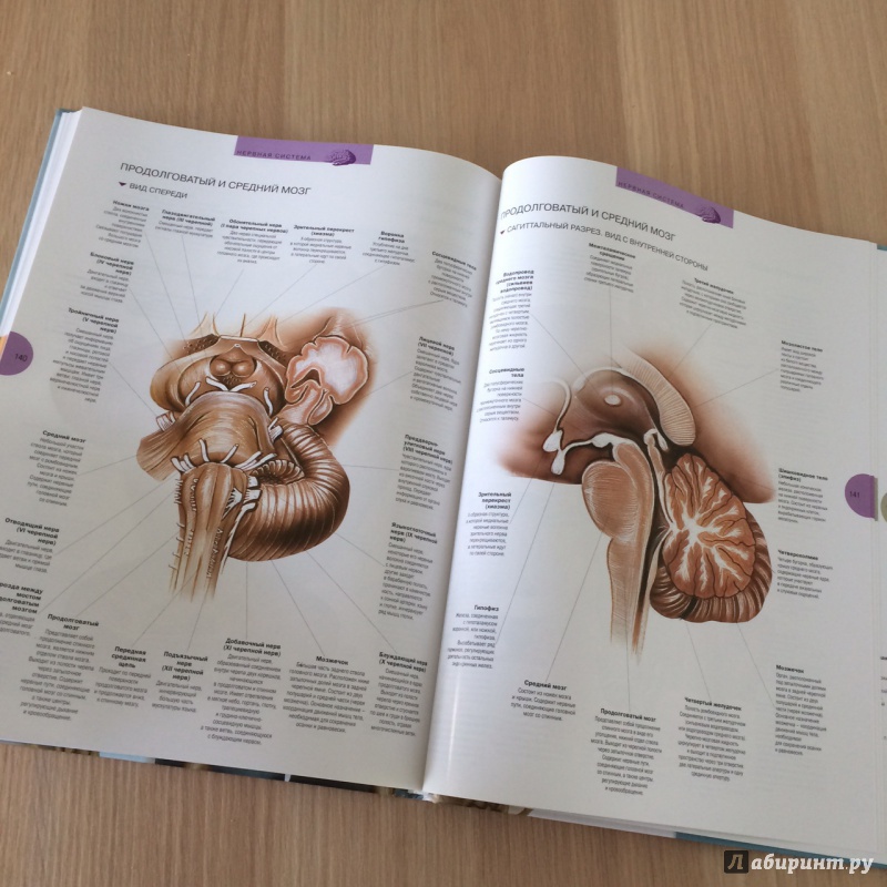 Иллюстрация 15 из 32 для Атлас анатомии человека - Виге, Орте | Лабиринт - книги. Источник: Анна Осипова