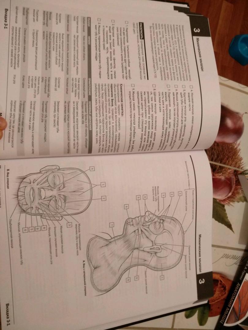 Атлас раскраска неттера. Анатомия раскраска Неттера. Хансен анатомия Неттера атлас раскраска. Неврология. Атлас-раскраска с рисунками Неттера.