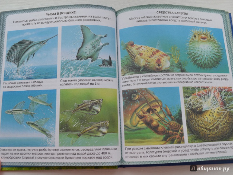 Иллюстрация 22 из 42 для Животные-рекордсмены - Эмили Бомон | Лабиринт - книги. Источник: Орлова Лариса