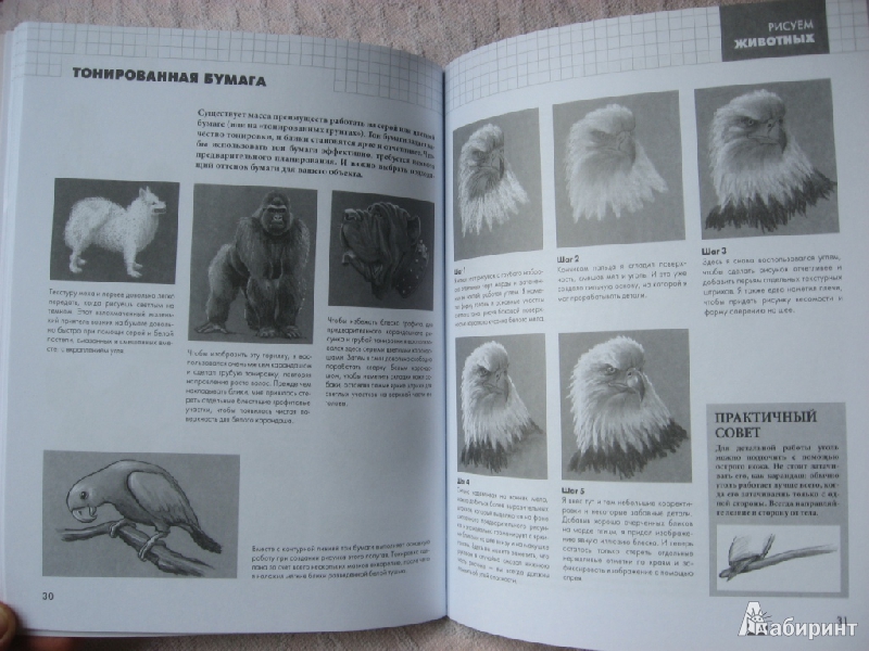 Иллюстрация 15 из 30 для Рисуем животных - Питер Грей | Лабиринт - книги. Источник: Юта