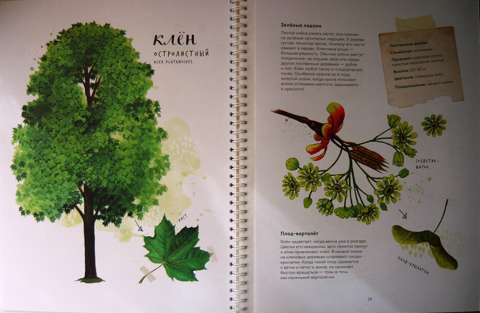 Иллюстрация 76 из 126 для Мой гербарий. Листья деревьев - Анна Васильева | Лабиринт - книги. Источник: Ромашка:-)