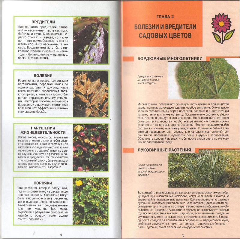 Иллюстрация 15 из 27 для Все о болезнях и вредителях растений - Дэвид Хессайон | Лабиринт - книги. Источник: zingara
