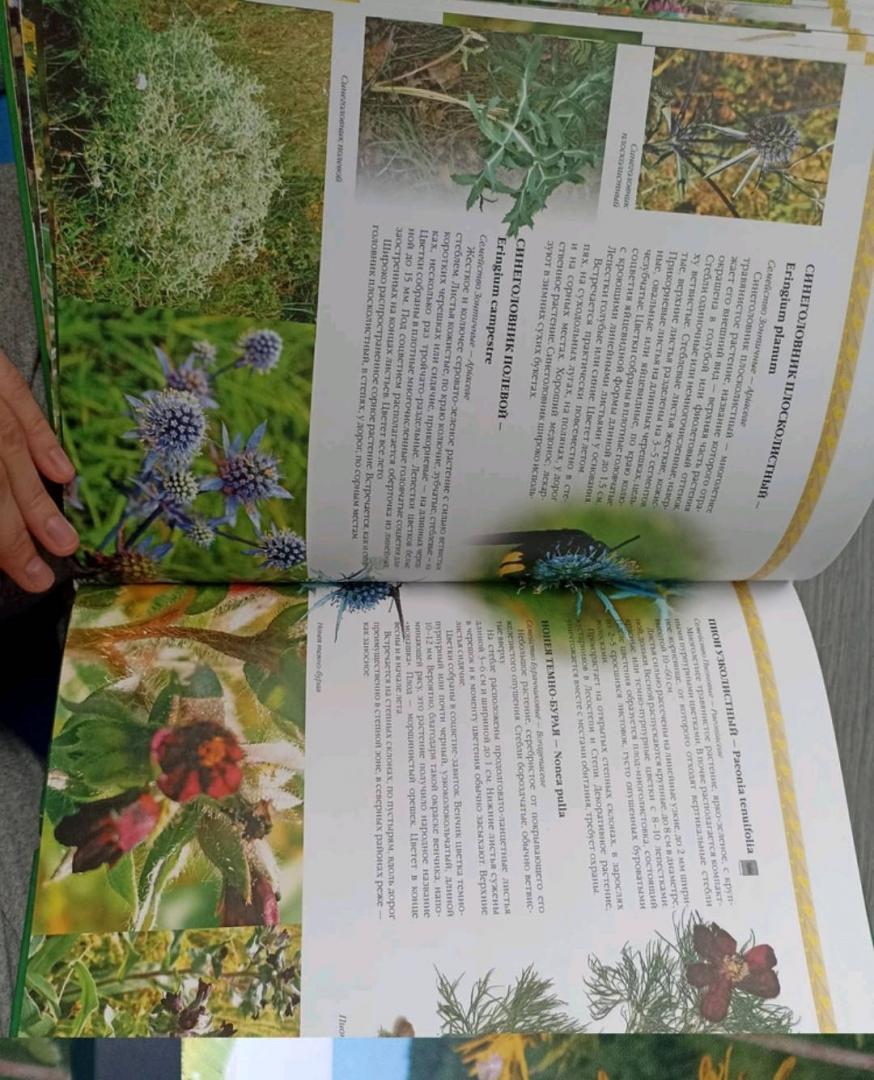 Иллюстрация 19 из 20 для Растения Украины - Юрий Гамуля | Лабиринт - книги. Источник: Лабиринт