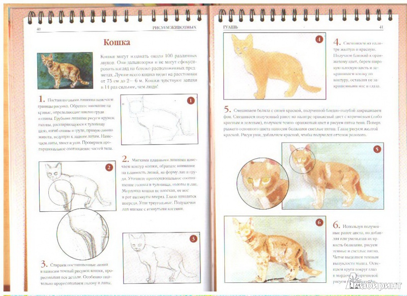 Иллюстрация 8 из 9 для Рисуем животных - Алла Марковская | Лабиринт - книги. Источник: kira belova