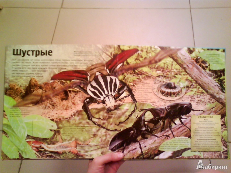 Иллюстрация 7 из 10 для Пугающие насекомые | Лабиринт - книги. Источник: Мила