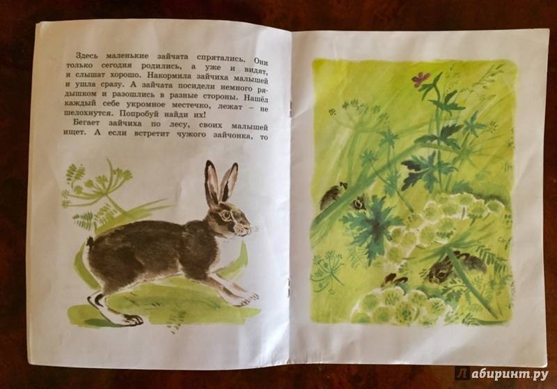 Иллюстрация 51 из 59 для Как заяц в лесу живёт - Вера Чаплина | Лабиринт - книги. Источник: Лащенова  Ксения Владимировна