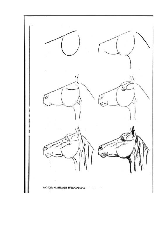Иллюстрация 11 из 24 для Рисуем 50 лошадей - Ли Эймис | Лабиринт - книги. Источник: Юта