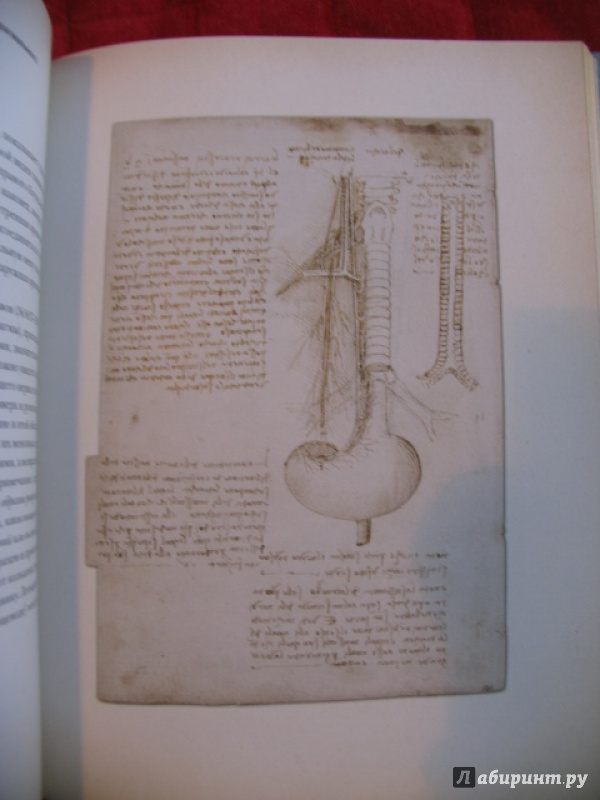 Иллюстрация 22 из 42 для Анатомия Леонардо - Мартин Клейтон | Лабиринт - книги. Источник: manuna007
