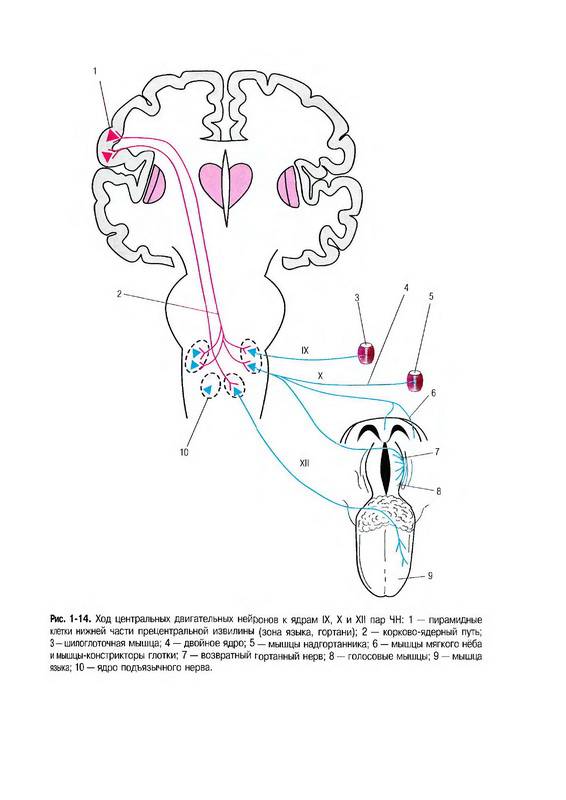 Иллюстрация 29 из 55 для Неврология: национальное руководство (+CD) | Лабиринт - книги. Источник: Ялина
