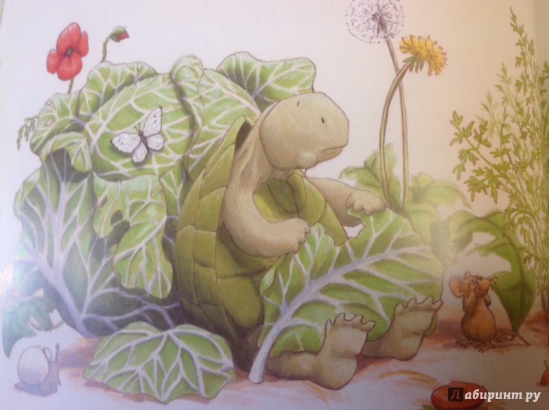 Заяц и черепаха читать. Заяц и черепаха. Джастин Вуд художник белка и черепаха. Как заяц и черепаха книжку читали. Книжка про черепаху черри.