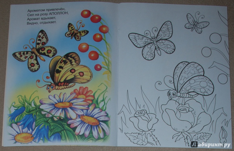 Иллюстрация 14 из 21 для Знакомимся с бабочками - Юрий Чичев | Лабиринт - книги. Источник: Книжный кот
