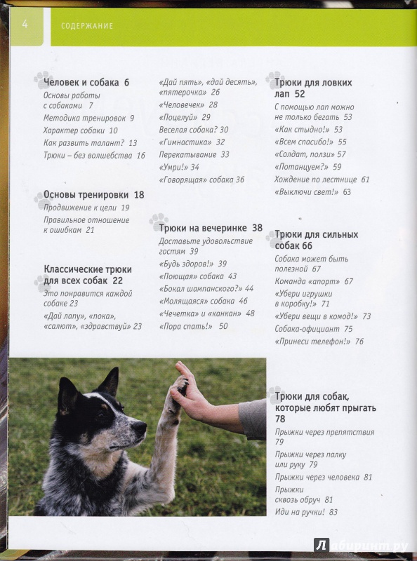 Иллюстрация 4 из 13 для Дрессируем собаку - Ангела Вегманн | Лабиринт - книги. Источник: Коновалова  Ольга
