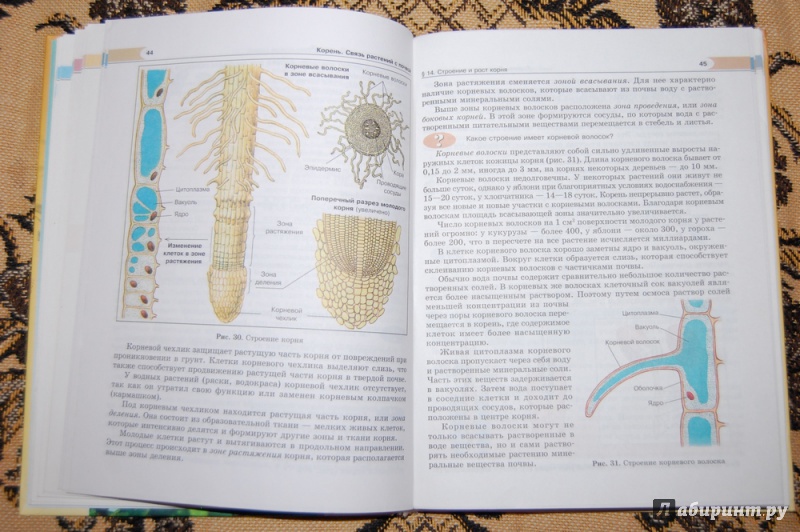 Иллюстрация 6 из 34 для Биология. Растения, бактерии, грибы, лишайники. 6 класс. Учебник - Трайтак, Трайтак | Лабиринт - книги. Источник: evil_academic