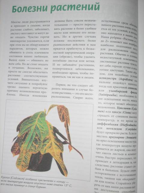 Иллюстрация 5 из 9 для Все о комнатных растениях. Луковичные растения | Лабиринт - книги. Источник: МЕГ