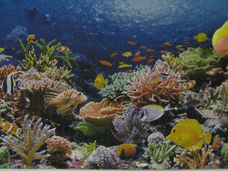 Иллюстрация 4 из 24 для Puzzle-1000 Коралловый риф | Лабиринт - игрушки. Источник: Марийка