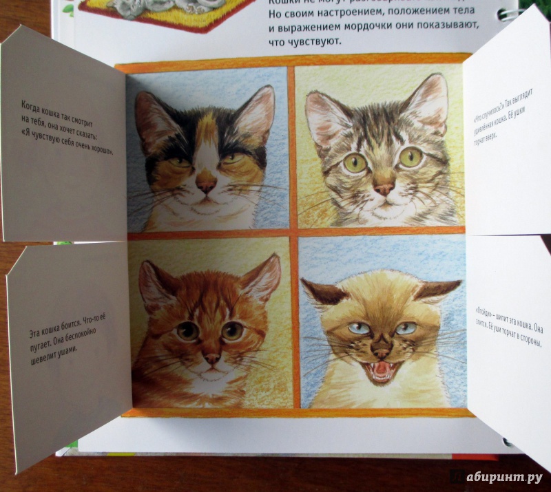Иллюстрация 8 из 32 для Кошки - Патрисия Меннен | Лабиринт - книги. Источник: Etaine