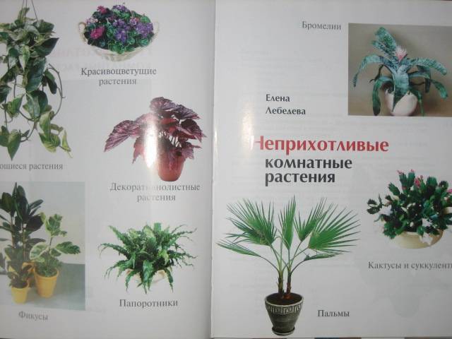 Иллюстрация 1 из 15 для Неприхотливые комнатные растения - Елена Лебедева | Лабиринт - книги. Источник: МЕГ