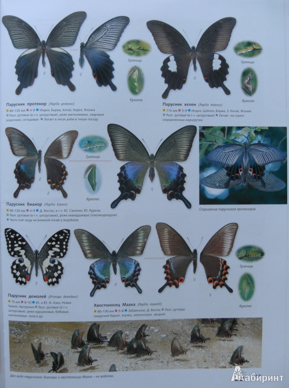 Иллюстрация 20 из 39 для Самые красивые в мире: бабочки, жуки, стрекозы, цикады, кузнечики, пауки и скорпионы | Лабиринт - книги. Источник: Комаров Владимир