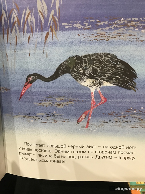 Иллюстрация 19 из 25 для Бобровый пруд - Николай Сладков | Лабиринт - книги. Источник: Роса