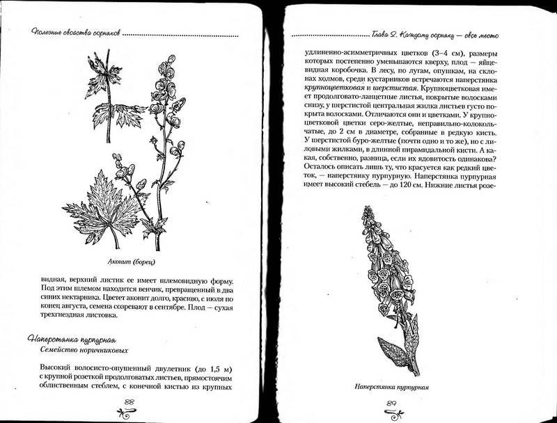 Иллюстрация 17 из 38 для Полезные свойства сорняков - Нелли Кислова | Лабиринт - книги. Источник: Ялина