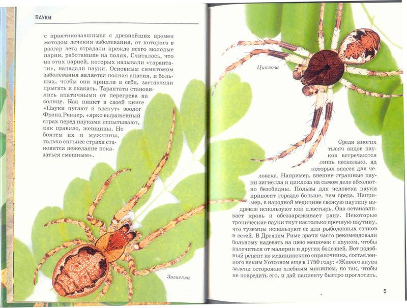 Иллюстрация 7 из 10 для Пауки, клещи, скорпионы - Екатерина Голубева | Лабиринт - книги. Источник: Лана